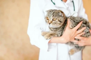 Pet courier in London